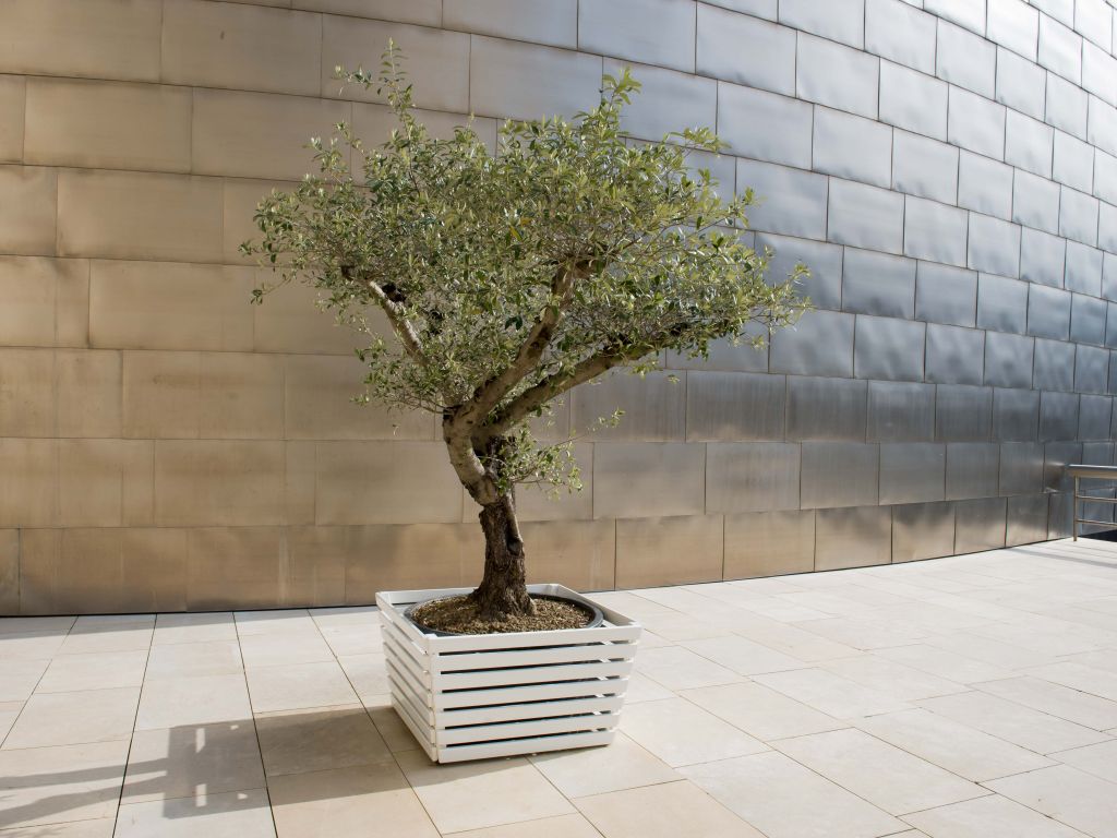 Bilborako nahien zuhaitza | Yoko Ono | Guggenheim Bilbao Museoa